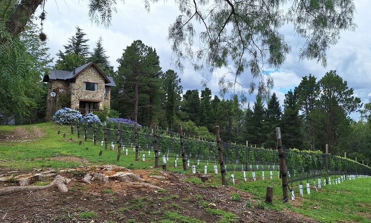 Cabañas Los Aromos, un lugar para descansar en medio del bosque en Villa Berna