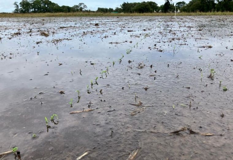 Lotes agrícolas totalmente anegados y con pérdidas totales