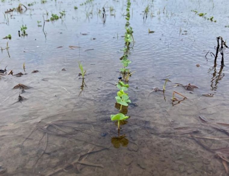 FOTO: Cultivos recién implantados que deberán resembrarse cuando bajen las aguas