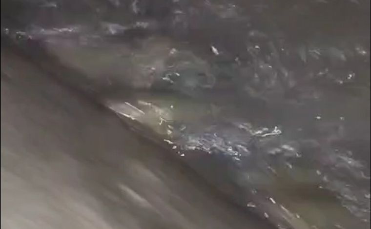Surubíes en Corrientes (Captura de video).