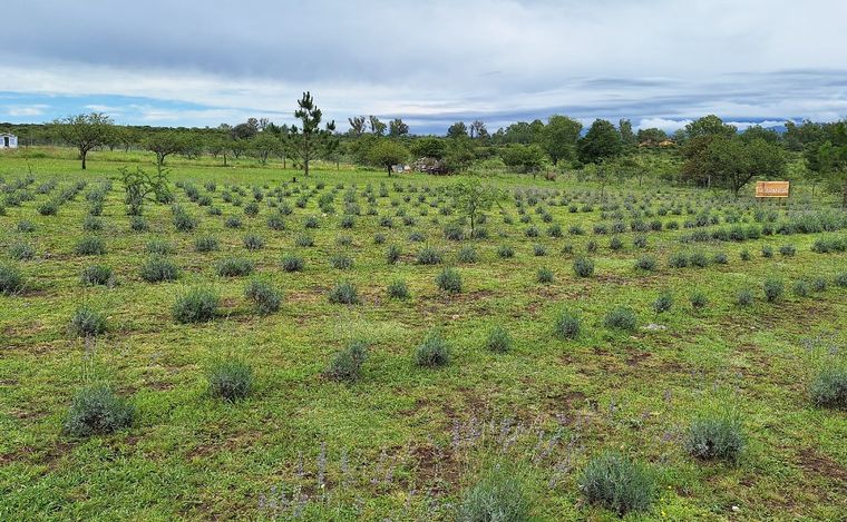 Islavanda, en Los Reartes. (Foto: Cadena 3)