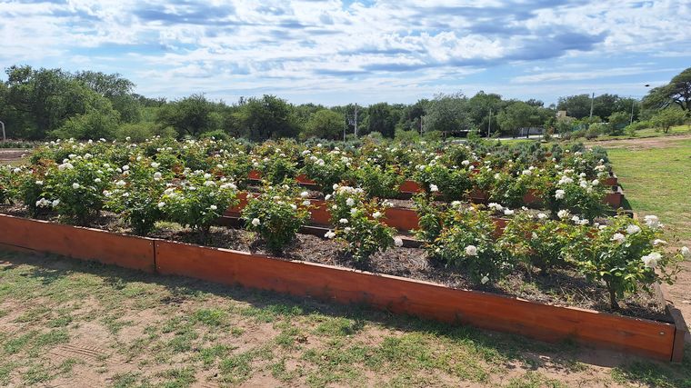 Despeñaderos Florece: un nuevo rincón para disfrutar una merienda entre flores