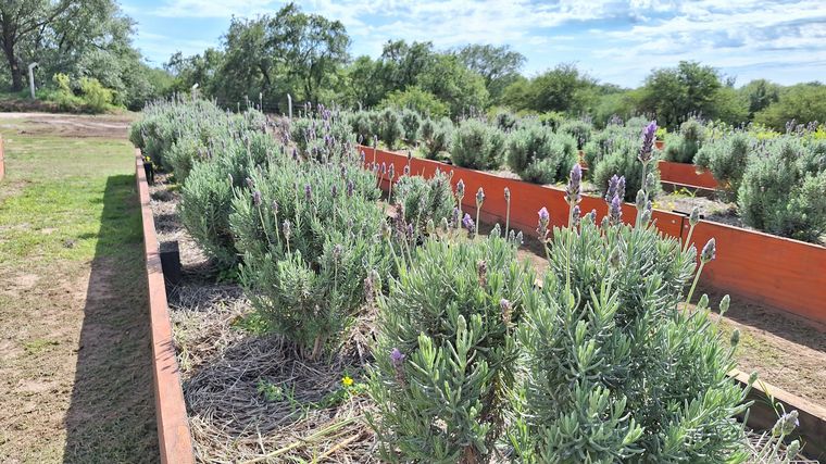 Despeñaderos Florece: un nuevo rincón para disfrutar una merienda entre flores