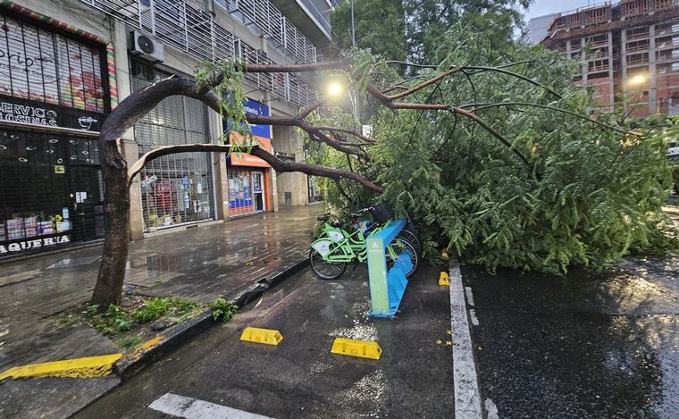 Una rama de gran porte cayó sobre la Av. Pellegrini. 