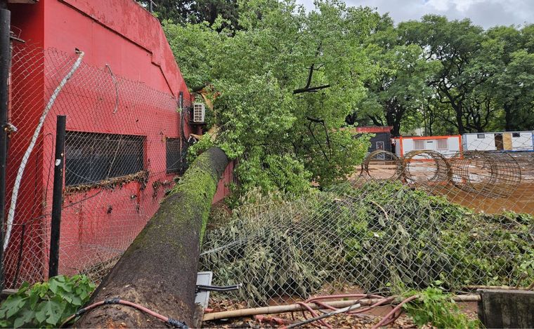 FOTO: El árbol de gran porte cayó junto al obrador.