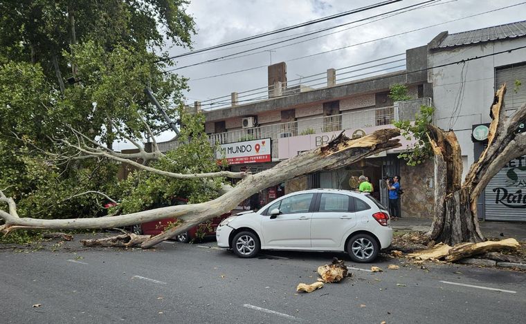 FOTO: Rosario tuvo 270 denuncias por caída de árboles durante el temporal. 