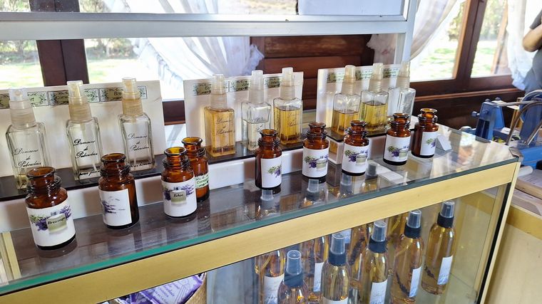 La plantación de lavanda Domaine de Puberclair