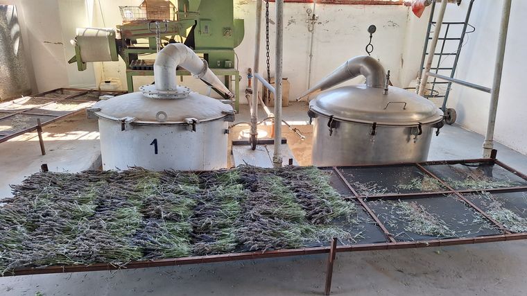 La plantación de lavanda Domaine de Puberclair