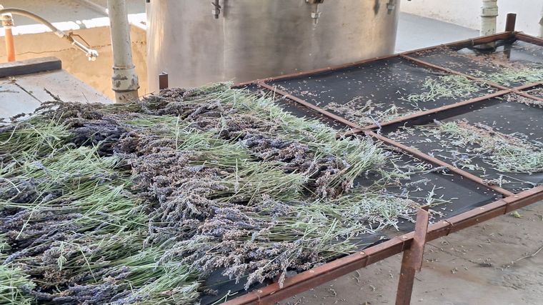 La plantación de lavanda Domaine de Puberclair