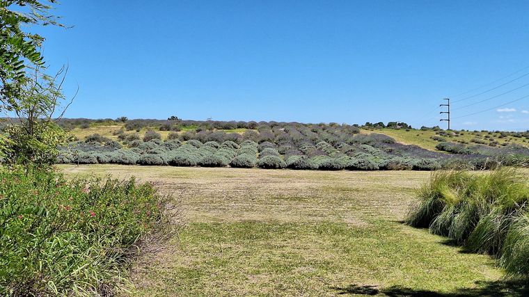 La plantación de lavanda Domaine de Puberclair