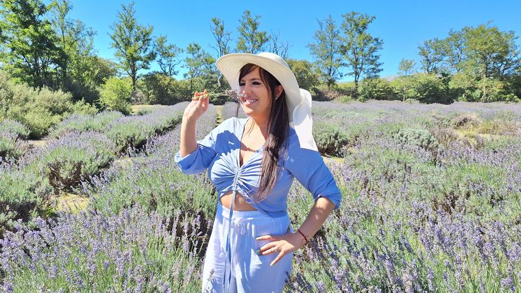 La plantación de lavanda Domaine de Puberclair