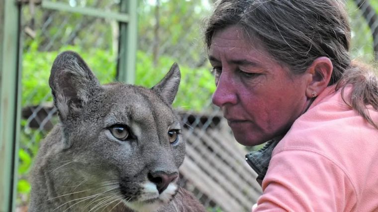 Kai Pacha, protectora de pumas (Foto: Río Negro)