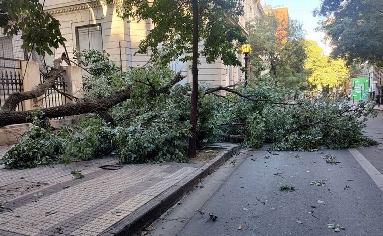 FOTO: El árbol quedó tapando media calle Santa Fe.