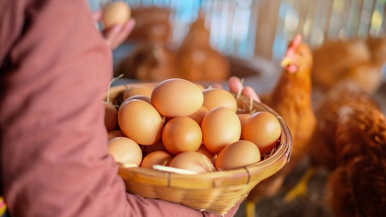 FOTO: El conusmo per cápita de huevos en el país creció un 4% en 2023.