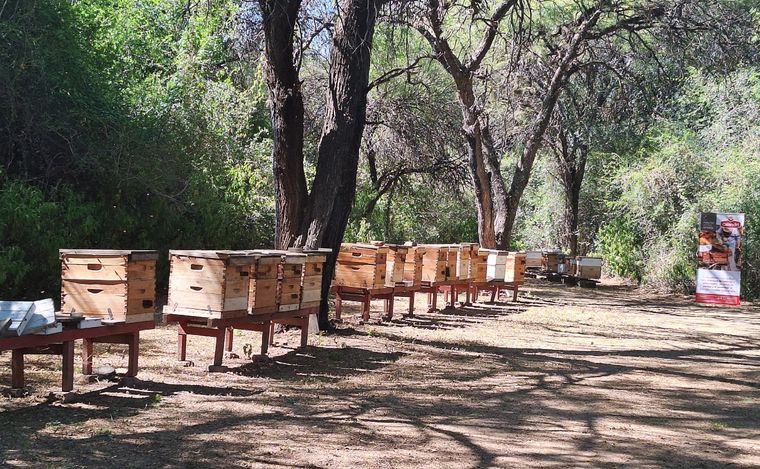 La experiencia en carne propia de ser apicultor por un día en Villa de Soto.