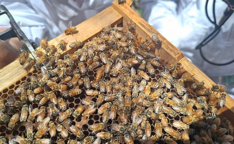 La experiencia en carne propia de ser apicultor por un día en Villa de Soto.