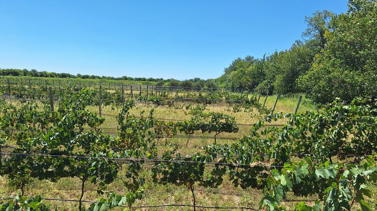 Un paraíso en Robledo Balzarini: turismo, vino y experiencias únicas
