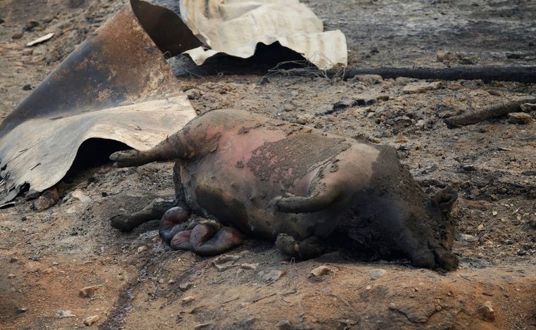 El paso devastador de los incendios en Chile. (Foto: NA)
