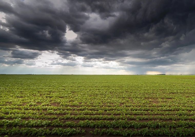 FOTO: Los cultivos más tardíos están necesitando el retorno urgente de las lluvias