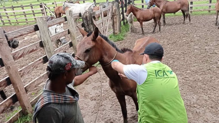Primera muerte confirmada por encefalitis equina en la provincia de Córdoba