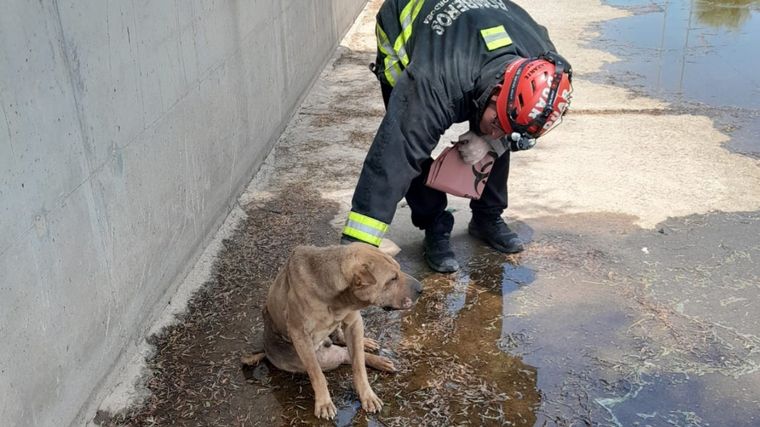 FOTO: Rescataron a un perrito que había quedado atrapado en un desagüe