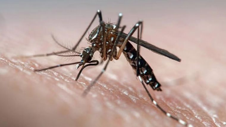 FOTO: Aumentan los casos de dengue en Córdoba