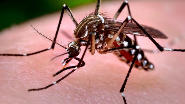 FOTO: Dengue: en 14 provincias ya hay 