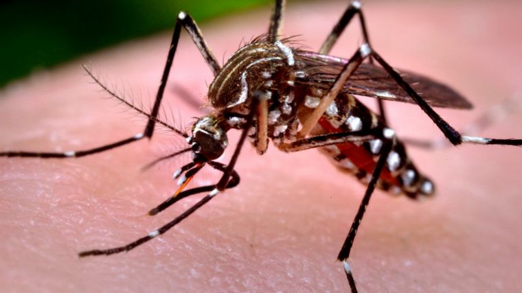 Dengue: en 14 provincias ya hay 