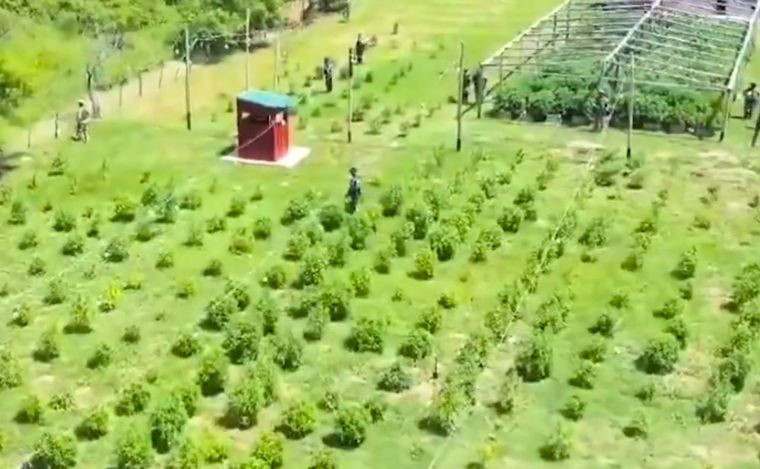El campo de marihuana que desbarataron en Arroyo Leyes.