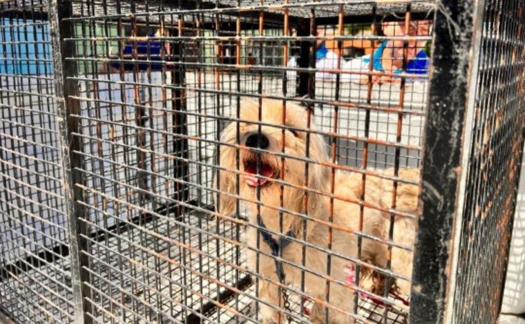 La perrita quedó bajo cuidado de la organización protectora.