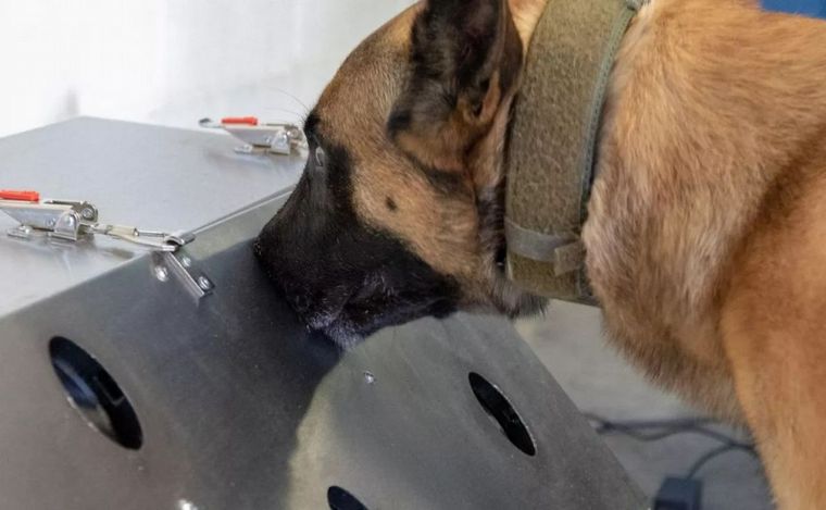 Dos ovejeros belgas Malinois fueron adiestrados para detectar celulares en cárceles.