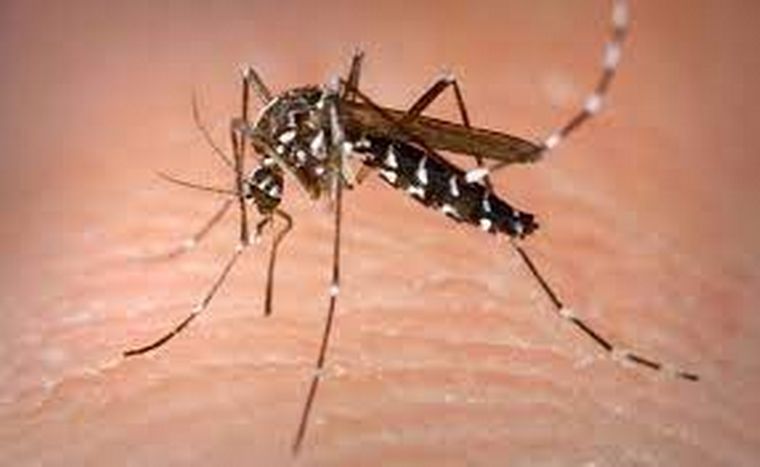 El Aedes Aegypti, el mosquito responsable de transmitir la enfermedad.