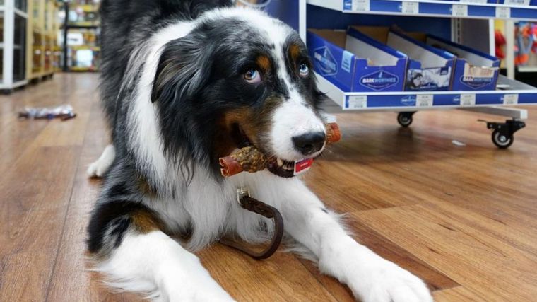 FOTO: La increíble labor de un perro de asistencia hacia su dueña con epilepsia