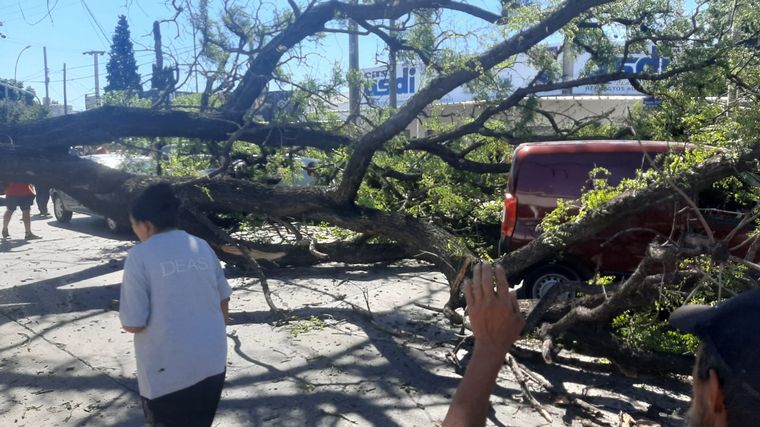 Cayó un árbol en Córdoba y aplastó a tres autos. (Federico Borello/Cadena 3)