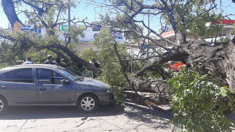 Cayó un árbol en Córdoba y aplastó a tres autos. (Federico Borello/Cadena 3)