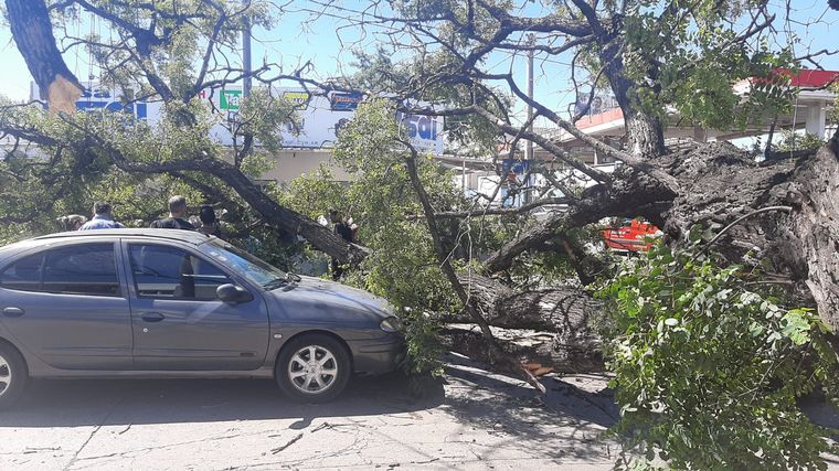 FOTO: Cayó un árbol en Córdoba y aplastó a tres autos. (Federico Borello/Cadena 3)