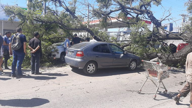 Cayó un árbol en Córdoba y aplastó a tres autos. (Federico Borello/Cadena 3)