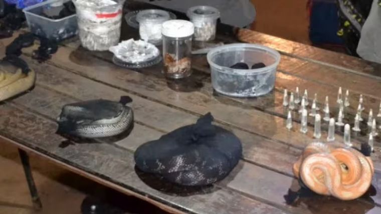 Detuvieron a un hombre que viajaba con serpientes, arañas y un ciempiés ocultos