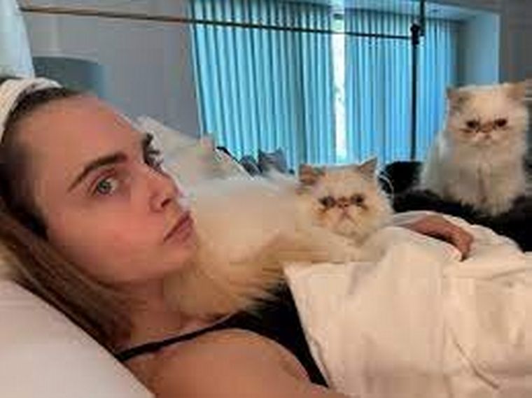 FOTO: La actriz y sus gatos, objetos de sus desvelos.