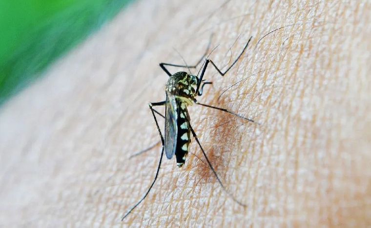 FOTO: Alerta por el dengue en todo el país. (Foto: ilustrativa)