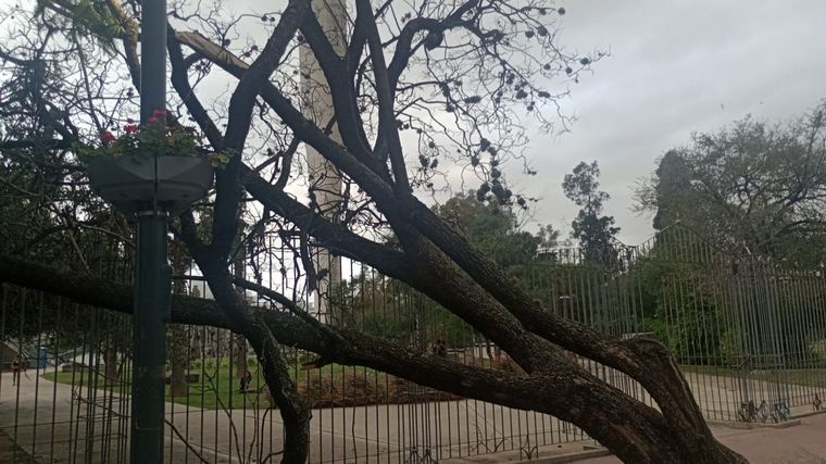 Por fuertes ráfagas, cayó un árbol en la zona del rosedal del Parque Sarmiento. 