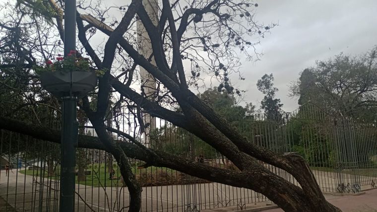 FOTO: Por fuertes ráfagas, cayó un árbol en la zona del rosedal del Parque Sarmiento. 