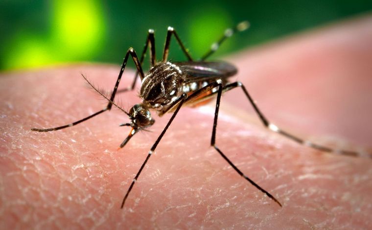 FOTO: El Aedes aegypti, el mosquito que transmite el dengue. Crecen los casos en el país.