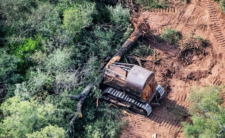 Deforestación. Argentina se defiende con sus argumentos