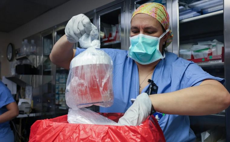 FOTO: Una enfermera extrae el riñón de cerdo de su caja para prepararlo (Foto: CNN).