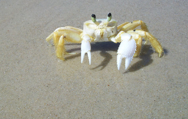 Palmas do Arvoredo, una playa de aguas cristalinas y de exuberante vegetación 