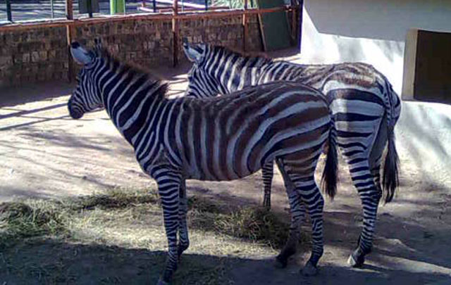 AUDIO: Con nuevos animales, el zoológico de Córdoba renueva su atractivo para chicos y grandes (Informe de Fernando Genesir)