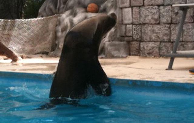 El zoológico es una muy buena opción para los que se quedan en la ciudad. 