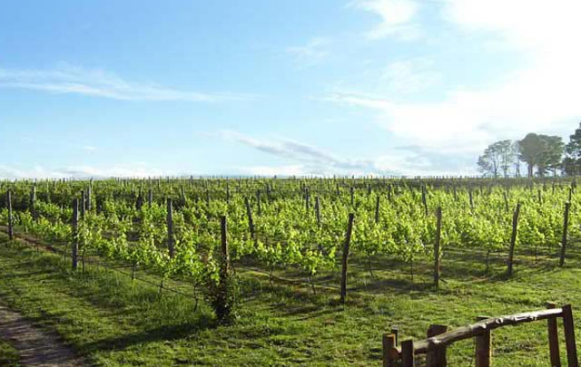 Viñedos de la Finca Atos