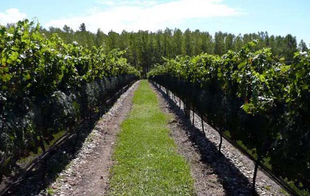 Viñedos de la Finca Atos